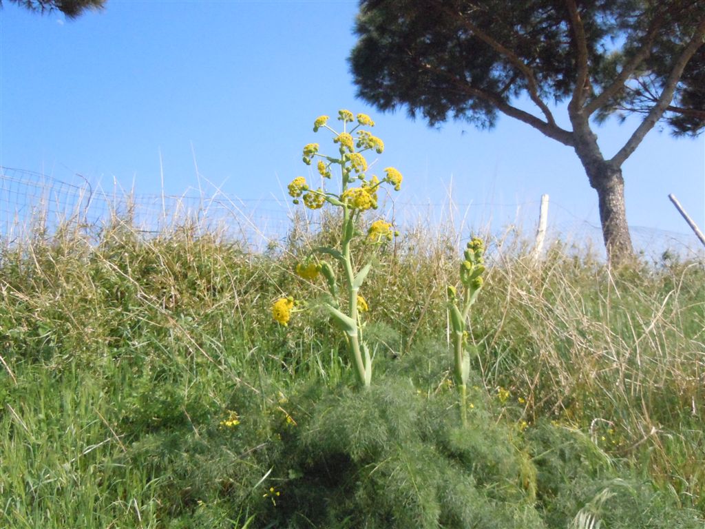 Ferula communis / Ferula comune